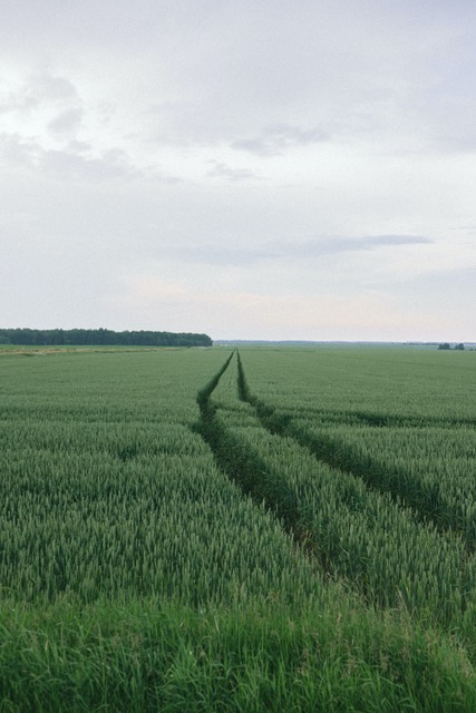 green filed with car tire trace