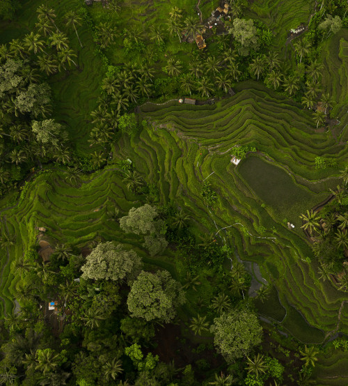 birds eye view on rice field in the forest