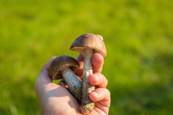 mushrooms in the hands